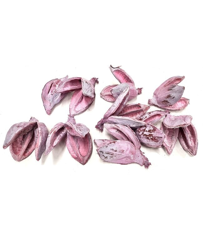 Sororoca penca flower 10pcs in poly Frosted Pink | Per 4 stuks te bestellen