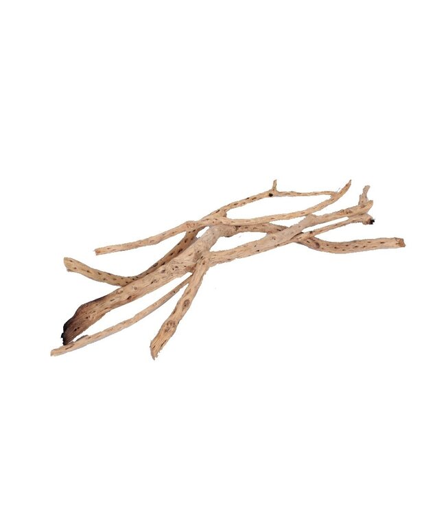 Sola Siva Stick 40cm 5pc in poly Natural | Per 2 stuks te bestellen