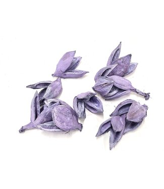 QC Sororoca penca flower 10pcs in poly Frosted Milka ( x 4 )