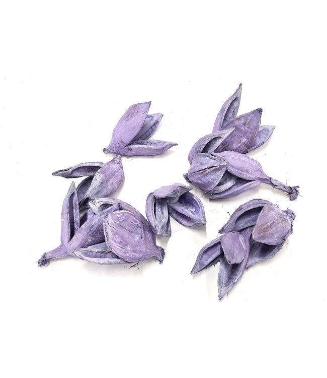 Sororoca penca flower 10pcs in poly Frosted Milka ( x 4 )