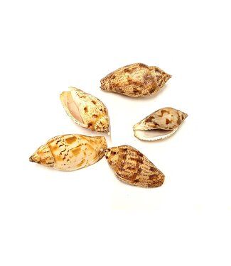 QC Kuruvi sea shells in bag | 5 shells per bag | Per 8 bags