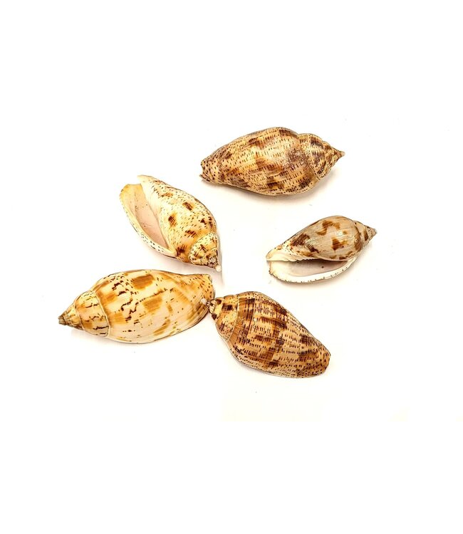 Kuruvi sea shells in bag | 5 shells per bag | Order per 8 bags