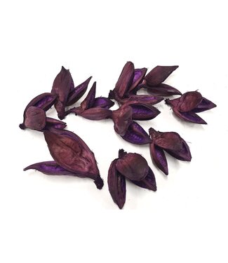 QC Sororoca penca flower 10pcs in poly Purple ( x 4 )