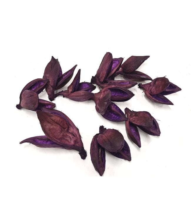 Sororoca penca flower 10pcs in poly Purple | Per 4 stuks te bestellen