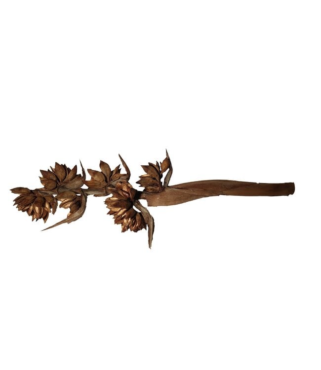 Sororoca whole stems 100cm &gt;3 heads Natural | Per stuk te bestellen