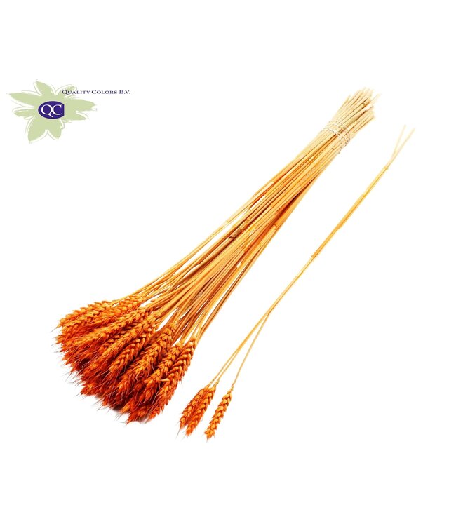 Triticum 3pc/Tuft Orange ( x 150 )