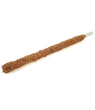 QC Naturelle krullend mos op buis | Diameter 30 millimeter | Lengte 80 centimeter | Per 10 stuks