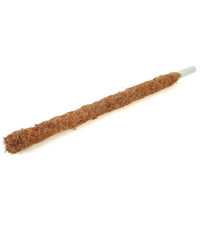 Naturelle krullend mos op buis | Diameter 30 millimeter | Lengte 80 centimeter | Per 10 stuks