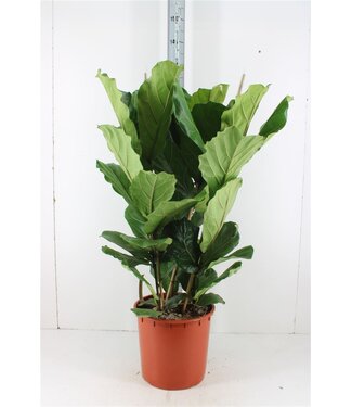 ME Ficus Ov Lyrata | Pot size 34 | Per piece