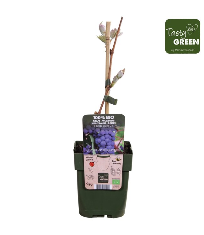 Vitis Boskoop Glory Bio | Topfgröße 13 | Pro 6 Stück