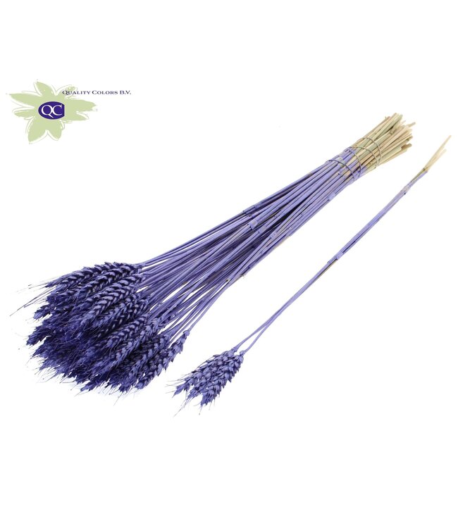 Triticum 3pc/Tuft Metallic Purple | Per 150 stuks te bestellen