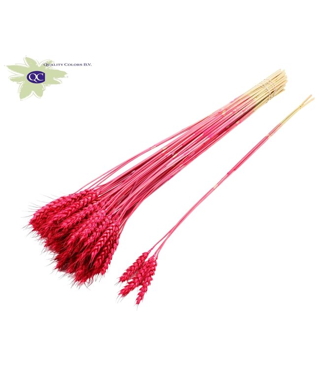 Triticum 3pc/Tuft Cerise ( x 150 )