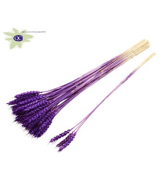 QC Triticum 3pc/Tuft Purple | Per 150 stuks