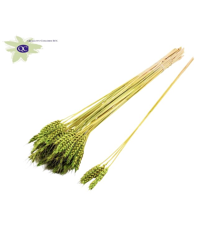 Triticum 3pc/Tuft Light Green | Per 150 stuks te bestellen