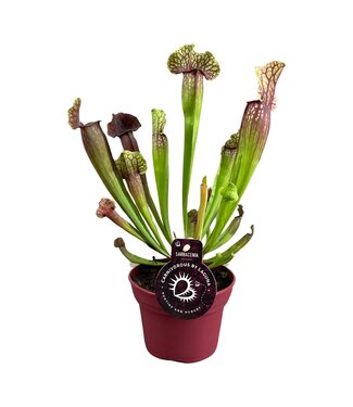 ME Sarracenia Judith Hindle 12 cm | Per 6 pieces