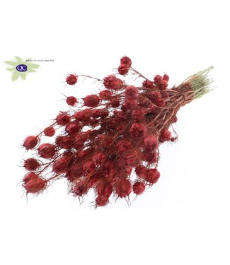 QC Rote getrocknete Nigella | Miss-ins-Grün getrocknete Blumen | Pro 15 Stück