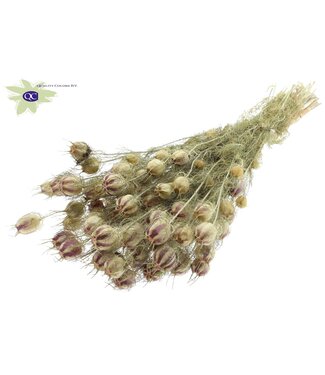 QC Natural dried Nigella | Miss-in-the-green dried flowers | Per 6 pieces