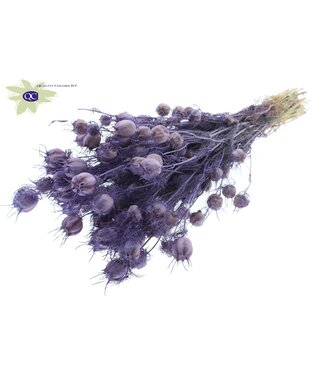 QC Mat milka coloured dried Nigella | Miss-in-the-green dried flowers | Per 15 pieces