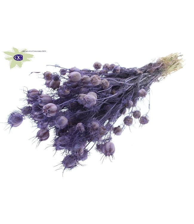 Matt milky coloured dried Nigella | Miss-in-the-green dried flowers | Order per 15 bunches