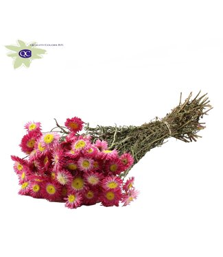 QC Natural pink Acroclinium dried flowers | Length 55 centimetres | Per 6 pieces