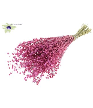 QC Lino Vlas per bunch Frosted Cerise ( x 6 )