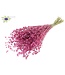 Lino Vlas per bunch Frosted Cerise ( x 6 )