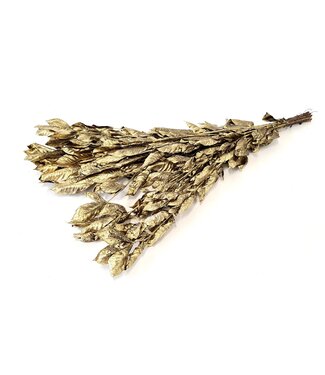 QC Jasminum leaves 60cm ±10pc per bunch preserved Gold ( x 10 )