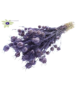 QC Mat milka coloured dried Nigella | Miss-in-the-green dried flowers | Per 6 pieces