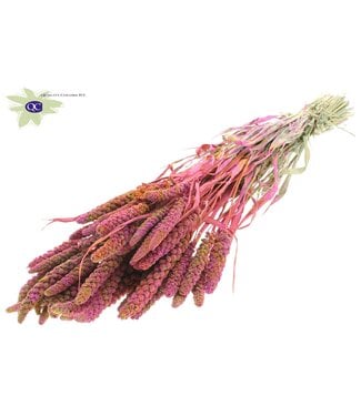 QC Gierst per bunch Multicolour Cerise ( x 6 )