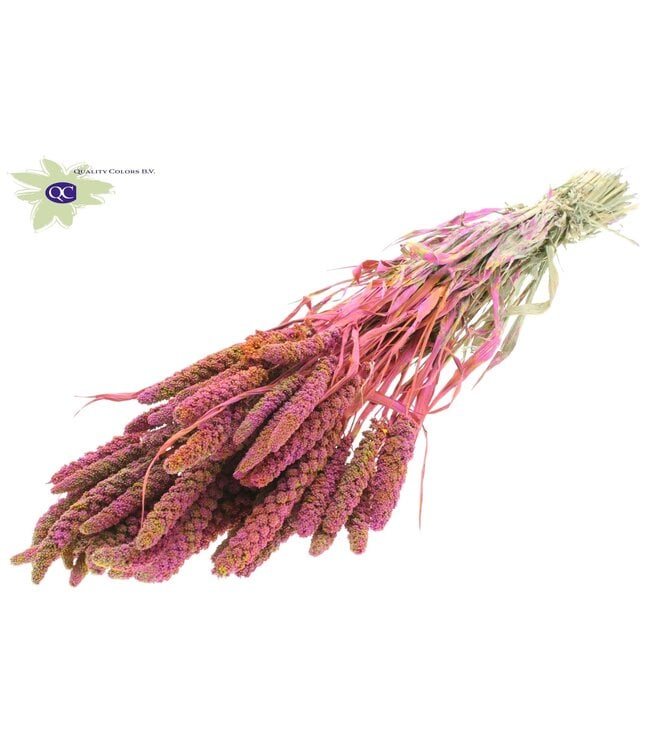 Gierst per bunch Multicolour Cerise ( x 6 )