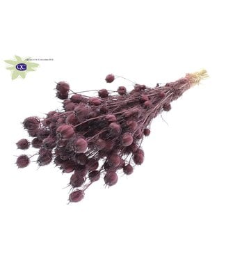 QC Burgundy dried Nigella | Miss-in-the-green dried flowers | Per 6 pieces