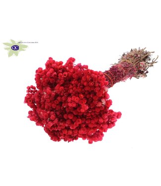 QC Immortelle per bunch Cerise ( x 10 )