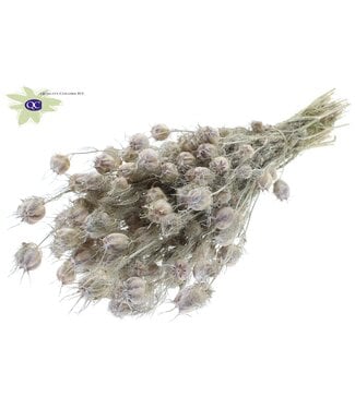 QC Mat white dried Nigella | Miss-in-the-green dried flowers | Per 15 pieces