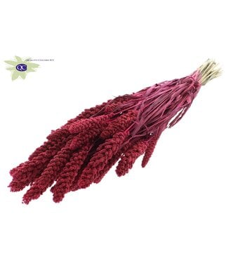 QC Gierst per bunch Cerise ( x 15 )