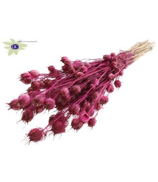 QC Lilac-coloured dried Nigella | Miss-in-the-green dried flowers | Per 15 pieces