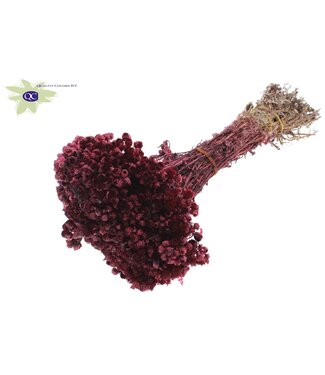 QC Immortelle per bunch Burgundy ( x 10 )