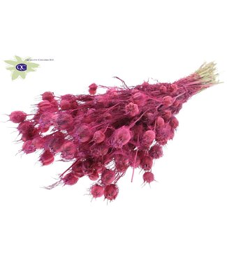 QC Matt cherry-coloured dried Nigella | Miss-in-the-green dried flowers | Per 6 pieces