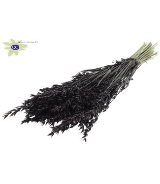 QC Zwarte gedroogde haver | Avena droogbloemen | Lengte 60 centimeter | Per 25 bossen