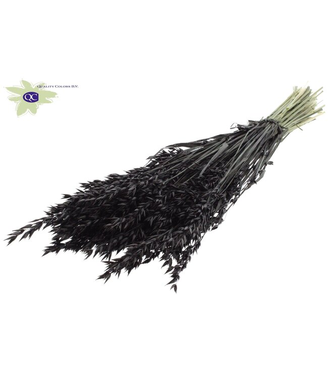 Black dried oats | Avena dried flowers | Length 60 centimetres | Order per 25 bunches