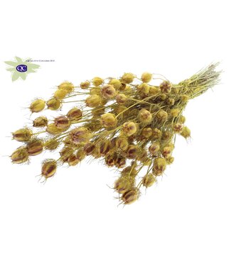 QC Yellow dried Nigella | Miss-in-the-green dried flowers | Per 6 pieces