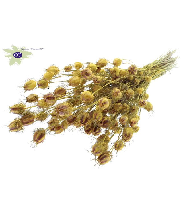 Yellow dried Nigella | Miss-in-the-green dried flowers | Order per 6 bunches