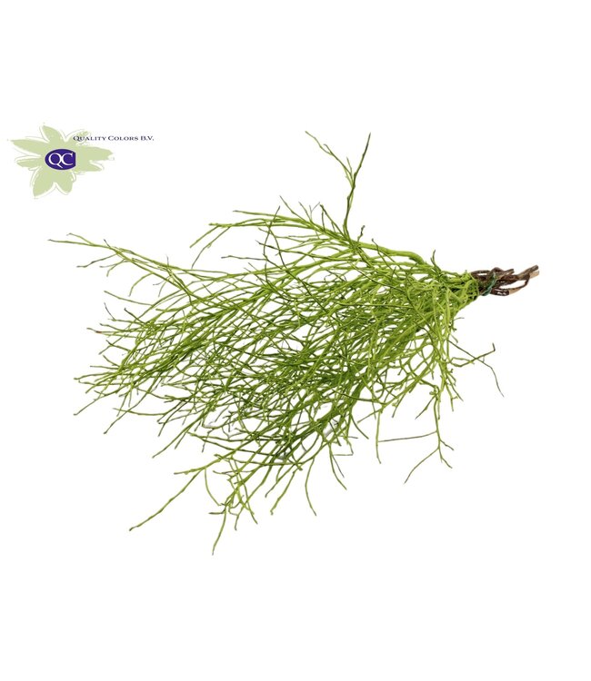 Huckelberry per bos lichtgroen | Per 5 stuks te bestellen