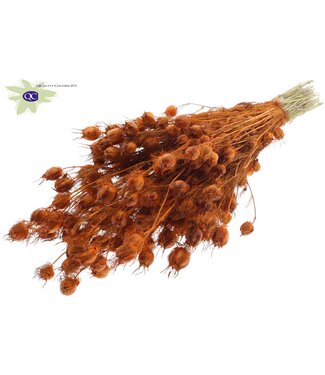 QC Orange dried Nigella | Miss-in-the-green dried flowers | Per 6 pieces