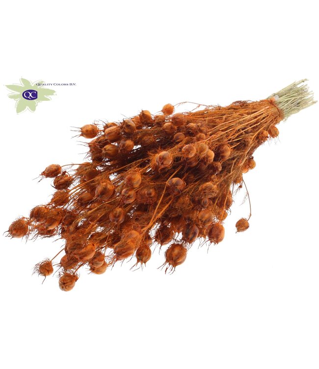 Orange dried Nigella | Miss-in-the-green dried flowers | Order per 6 bunches