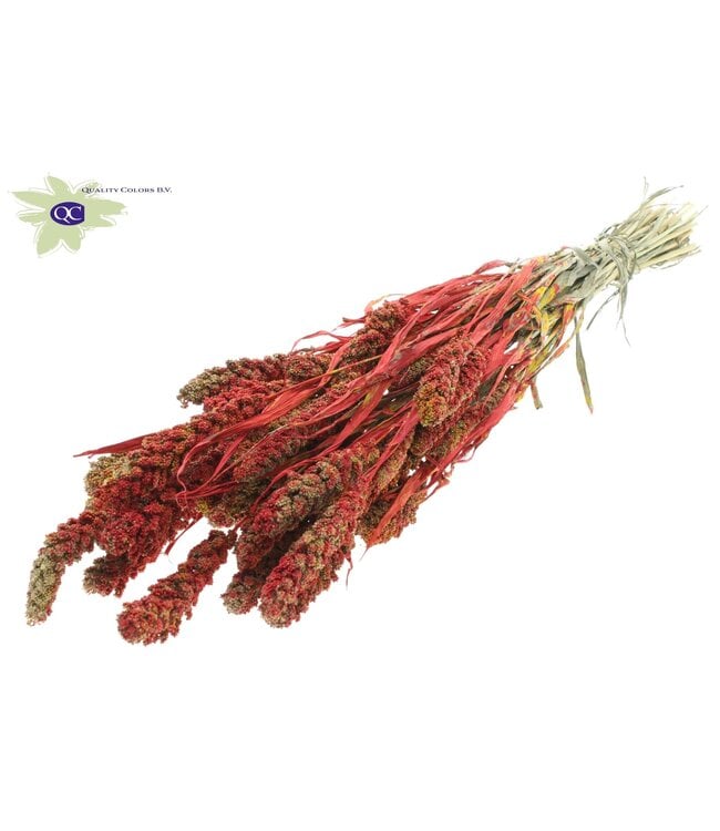 Gierst per bunch Multicolour Red ( x 6 )