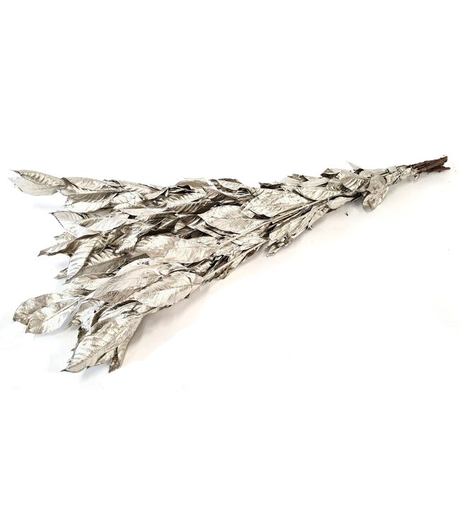 Jasminum leaves 60cm ±10pc per bunch preserved Platina ( x 10 )