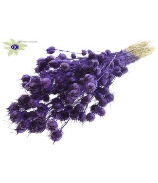 QC Purple dried Nigella | Miss-in-the-green dried flowers | Per 15 pieces