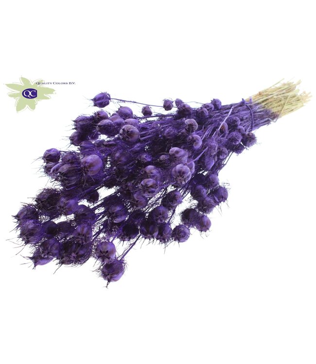 Purple dried Nigella | Miss-in-the-green dried flowers | Order per 15 bunches