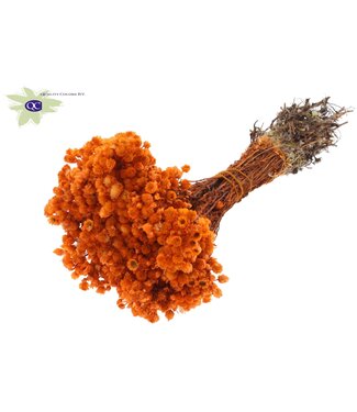 QC Immortelle per bos oranje | Per 10 stuks