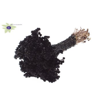 QC Immortelle per bunch Black ( x 10 )